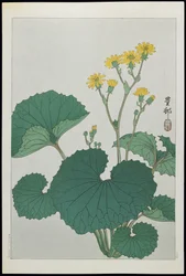 Blumen der japanischen Silberblätter, 1930er Jahre